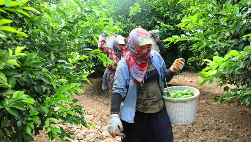 Marketlerde Patates Fiyatları 150 Lirayı Aştı: İyi Haber, Hasat Zamanı Geldi!
