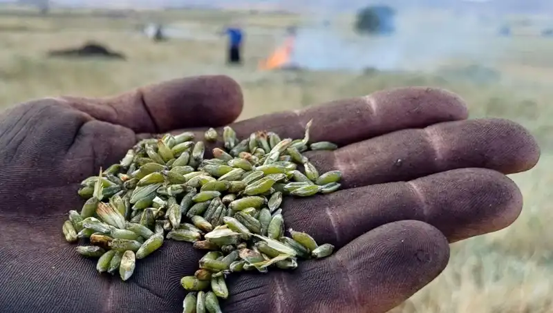 Firik Sezonu Açıldı: Lezzetleriyle Sofraları Şenlendiriyor