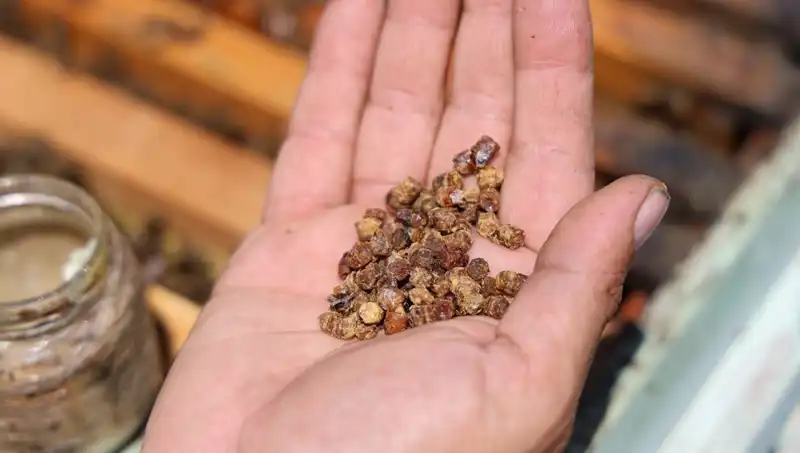 Eskiden Çöpe Giden Besin Şimdi Kilosu 3 Bin TL’den Satılıyor!