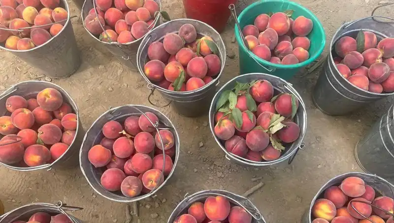 Hasat Dönemi Heyecanı: Çiftçilerin Yüzü Kilogramda 100 Lira ile Güldü