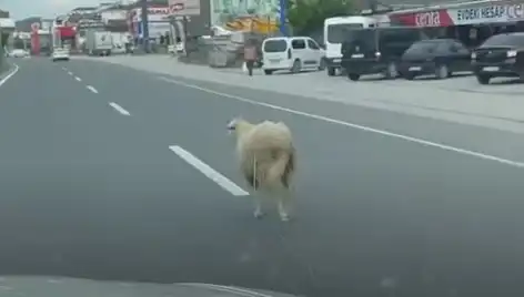 Yalova'da Kaçan Kurbanlıklar, Trafik Kaosuna Neden Oldu