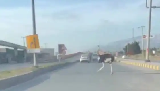 Trafikte Deve Kuşu Görüntüleri Şaşkınlık Yarattı: O Anlar Sosyal Medya'da Gündem Oldu