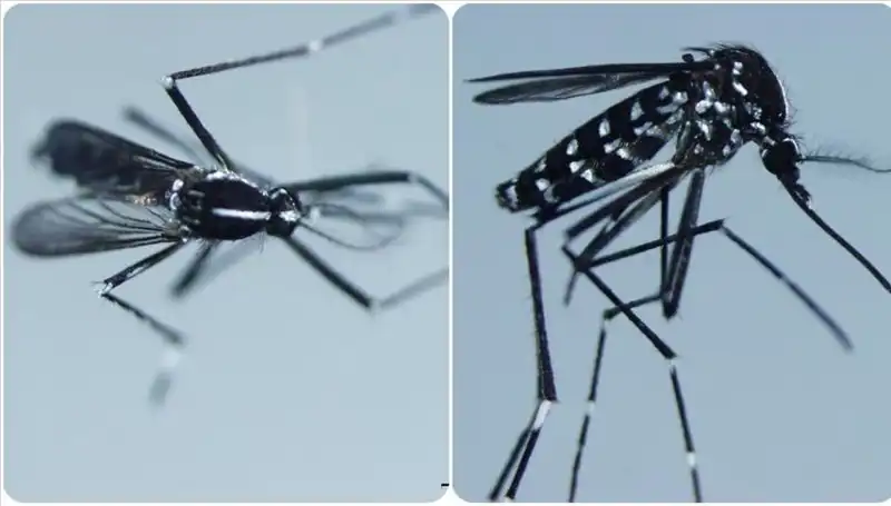 Chikungunya Virüsü: Vaka Sayıları Artarken Ne Yapmalıyız?