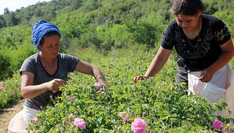 Zirai Don, Çiftçilerin Umutlarını Sıfırladı: Gül Üretimi tehlikede!