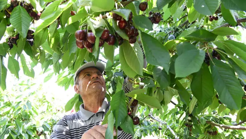 Lapseki'nin Dev Dürümü: Çay Bardağına Sığmayan Lezzet Deneyimi