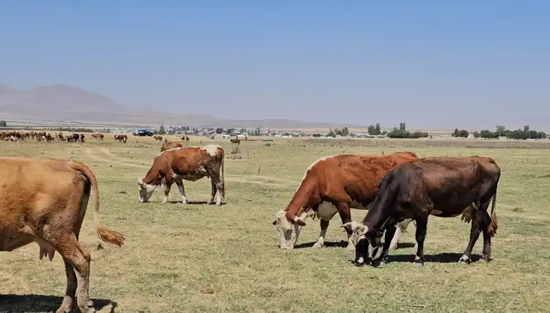 Arin Gölü'ndeki Su Krizi: Yerel Ekosistem Tehdit Altında mı?