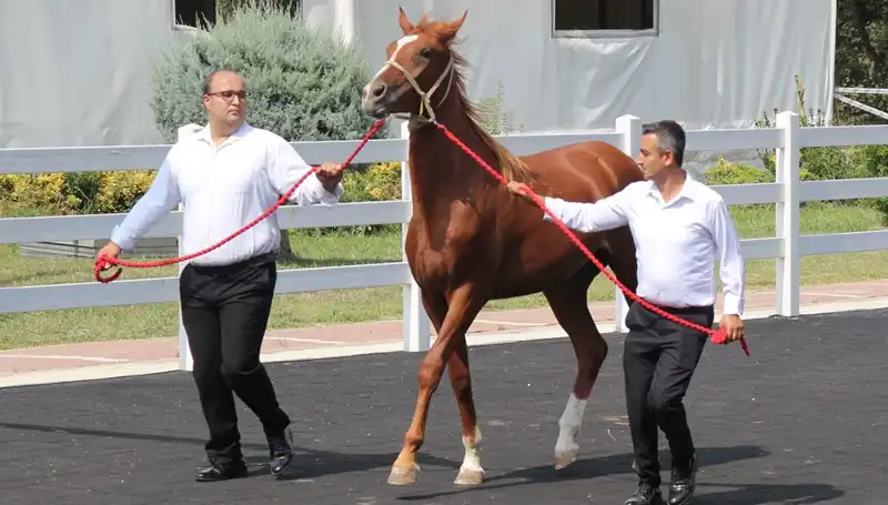 Taşkın Kral Dünya Rekorunu Kırarak Tarihe Geçti!
