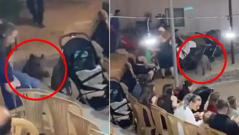 Düğün Törenine Yaban Domuzu Baskını: Misafirlerin Telaşı Kameralara Yansıdı