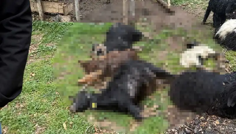 Sahipsiz Köpeklerin Gözyaşartan Saldırısı: 18 Keçi Telef Oldu