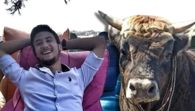 Aydın'da Güreş Boğası Duyduğu Şiddetle Hayatını Kaybetti!