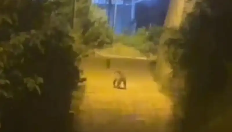 Gümüşhane Şehir Merkezine İnen Ayı Vatandaşları Korkuttu