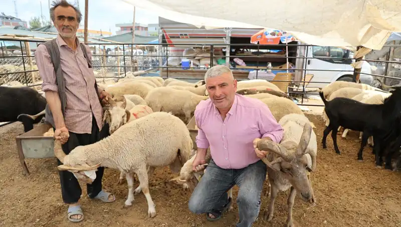Kurban Pazarında 4 Boynuzlu Koçların Yükselişi ve Merak Uyandıran Detaylar