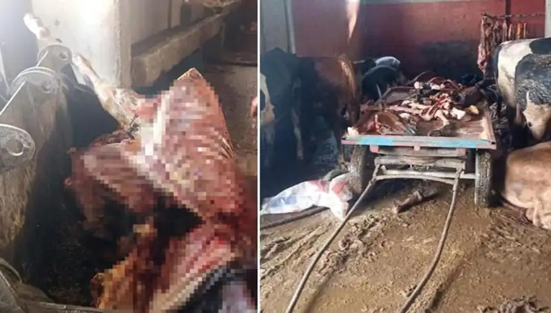 Adana'nın Gözünden Kaçmayan At Eti Skandalı: 2,5 Ton Ele Geçirildi