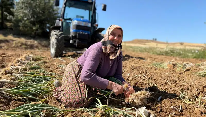 Dünya Genelinde Şöhret Kazanan Tohum: Selenyum Zengini Tarım Ürünleri