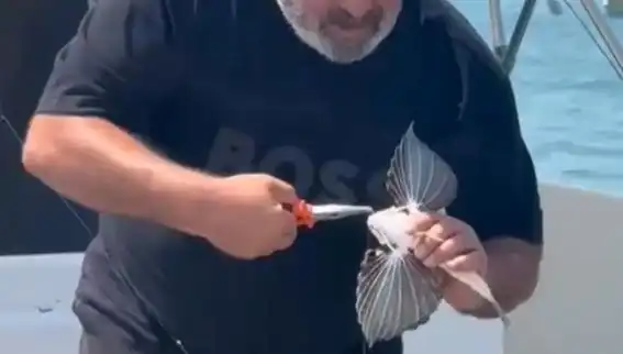 Saros'ta Kırlangıç Balığı Avı: Doğanın Nadir Güzelliği Oltaya Takıldı
