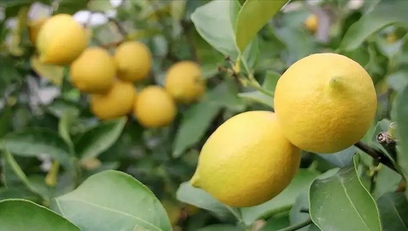 Limon Fiyatları Tırmanışta: Adedi Neden 24 Lira Oldu?