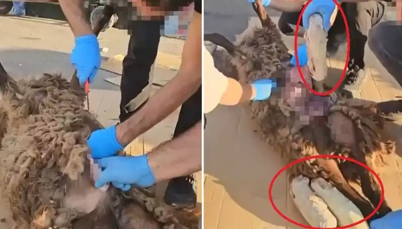 Ölü Koyunun Karnından Çıkanlar: Zehir Tacirlerinin Son Oyunu Şoke Etti