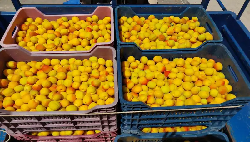 İlk Hasat Coşkusu: Çiftçiler 500 TL'den Taze Ürünlerini Satışa Sundular