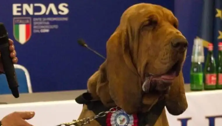 Arama Köpeğine Suikast: Çivili Sosisle Öldürülen Köpeklerin Dramı